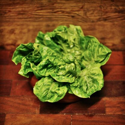 Lettuce - Little Gem (each)