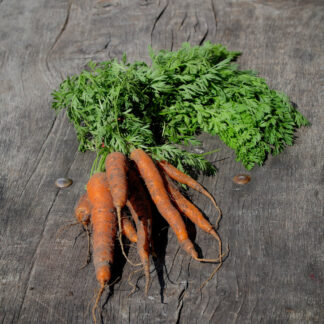 Carrot Bunch (UK Grown)