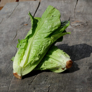 Romaine Lettuce (UK Grown)