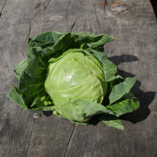 Cabbage (Primo)